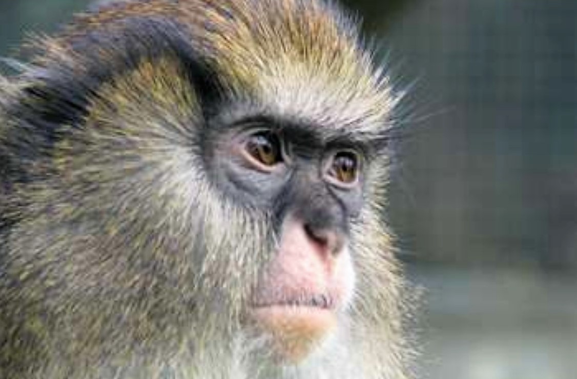 Langage : des primates inventent la syntaxe (Futura planète)