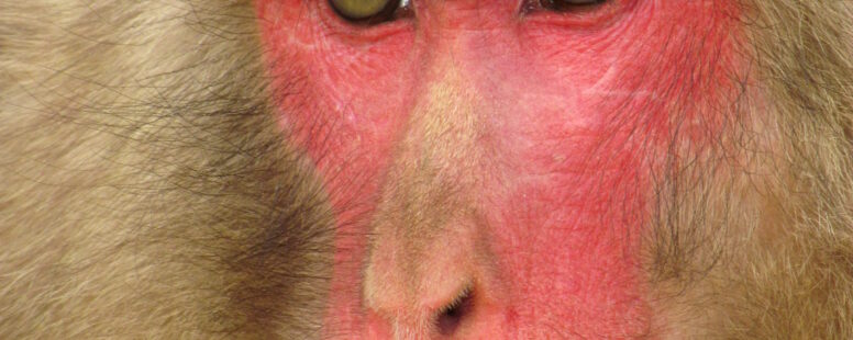 [SfZ 4 déc 14h] Séminaire avec Alban LEMASSON, Des propriétés langagières chez les primates non humains?