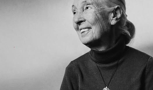 Décès de Jane Goodall – Hommage de la SfZ
